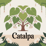 catalpa arbre d'ornement dans un jardin lumineux