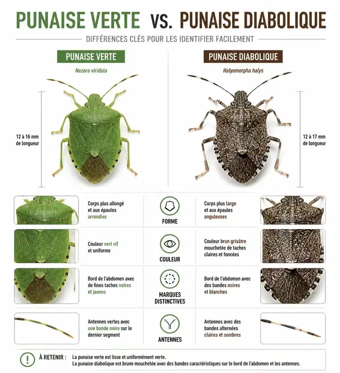 Comparaison visuelle entre la punaise verte et la punaise diabolique pour l'identification au jardin