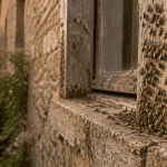 punaise des champs regroupées sur fenêtre maison