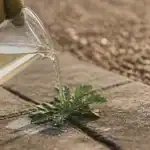 Désherbant maison au vinaigre sur mauvaise herbe entre dalles de terrasse