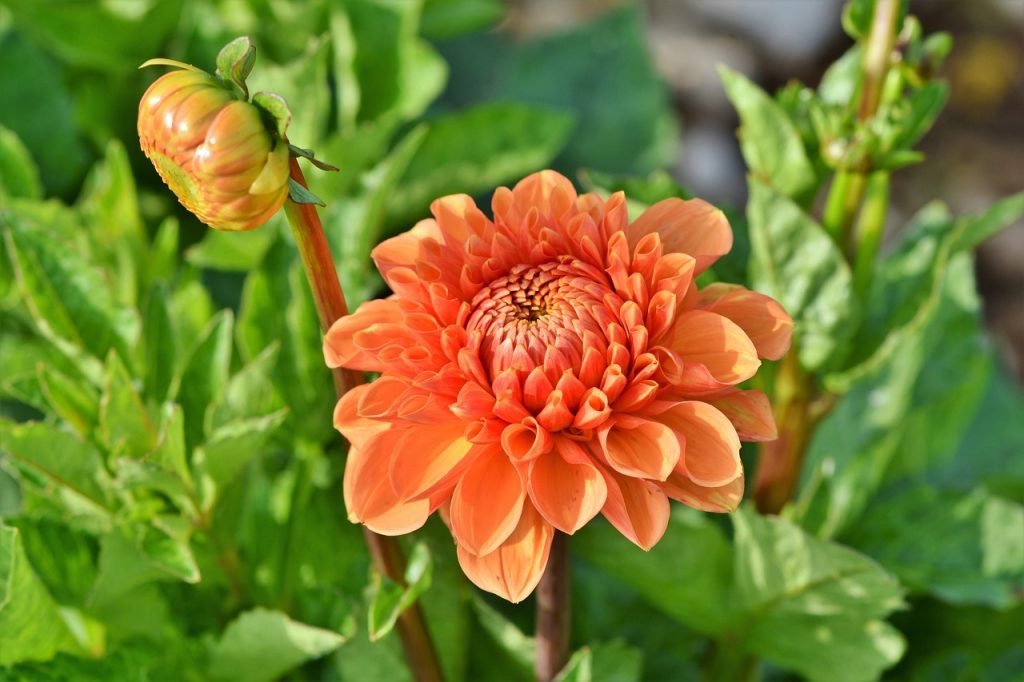 Bulbes de dahlia : bien les choisir et les planter pour une floraison spectaculaire